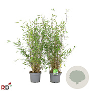 Fargesia nitida 'Gansu 95/2' 80-100 cm 5,0L