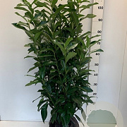 Prunus l. Genolia 80-100 cm met kluit