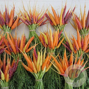 Wortel Rainbow mix GM Per 1000 zaden