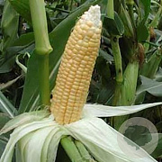 Suikermais Golden Bantam GM Per 50 Zaden