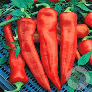 Puntpaprika Corno Di Toro Rosso GM Per 70 zaden