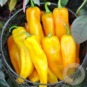 Puntpaprika Corno di toro Giall GM Per 70 zaden