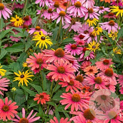 Zonnehoed Autumn Beauty GM Per 100 zaden