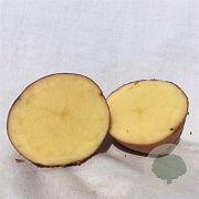 Zaden Pootaardappels Mozart  GM 2.5 KG (28/35)