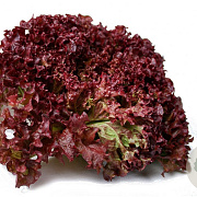Krulsla Lollo Rossa GM Per 2 Gram