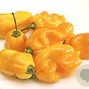 Zaden peper Madame Jeanette GM 10 Zaden