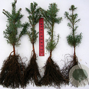 Abies grandis 20-30 cm wortelgoed 2/2
