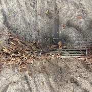 Carpinus betulus 40-60 cm wortelgoed 2/0