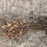Carpinus betulus 60-80 cm wortelgoed 2/0