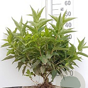Diervilla sessilif. 'Butterfly' 40-60 cm wortelgoed 0/1 2-3 tak