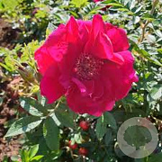 Rosa (R) Take It Easy GM C1.3