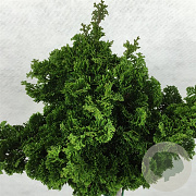 Chamaecyparis o. 'Dainty Doll' 15-20 cm 2,0L