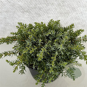 Juniperus communis 'Silver Carpet' 30-40 cm 10L