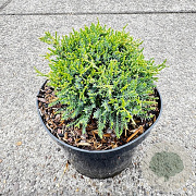 Juniperus virginiana 'Maumee' 15-20 cm 2,0L
