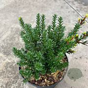 Podocarpus nivalis 'Jalako Red' 15-20 cm 2,0L