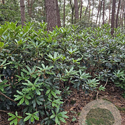 Rhododendron pont. 'Roseum' 150-175 cm met kluit boskwaliteit