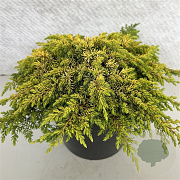 Juniperus communis 'Lemon Carpet' 30-40 cm 10L
