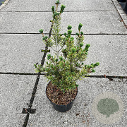 Pinus parviflora 'Adcock's Dwarf' 30-40 cm 7,5L