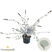 Buddleja d. 'Nanho Blue' 40-50 cm 3,0L