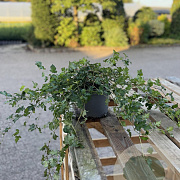 Stephanandra incisa 'Crispa' 20-30 cm 2,0L