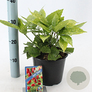 Aucuba jap. 'Variegata' 30-40 cm 3,0L