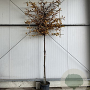 Carpinus betulus 12-14 HO 45L lei 150x150 200 cm stam