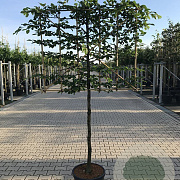Carpinus betulus 12-14 HO 45L 150 cm stam lei 150x150