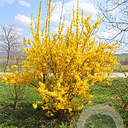Forsythia intermedia 60-80 cm 7,5L