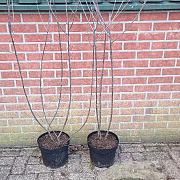 Frangula alnus 100-125 cm 7,5L solitair