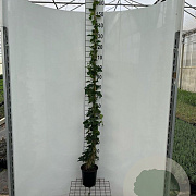 Hedera hibernica 175-200 cm 3,5L