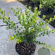 Ilex crenata 'Green Hedge' 30-40 cm 3,0L