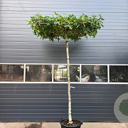 Liquidambar s. 'Worplesdon' 225 cm stam 35L dakvorm 14-16