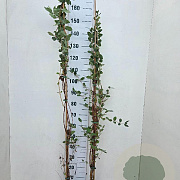 Lonicera caerulea 150-175 cm 5,0L