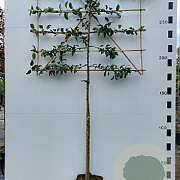 Malus 'Red Sentinel' 10-12 HO 45L lei 150x150 200 cm stam