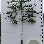 Malus 'Red Sentinel' 8-10 HO 45L 200 cm stam lei 150x150