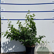 Philadelphus 'Virginal' 100-125 cm 7,5L solitair