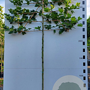 Platanus hispanica 16-18 HO 45L lei 150x150 200 cm stam