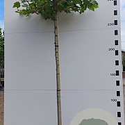 Platanus hispanica 16-18 HO 50L dakvorm 120 240 cm stam