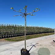 Platanus hispanica 20-25 HO cont. 110L dakvorm 150 220 cm stam