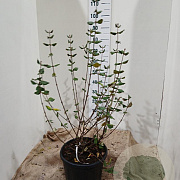 Viburnum burkwoodii 80-100 cm 20L najaarspotting