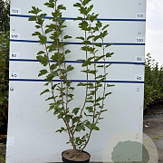 Viburnum opulus 100-125 cm 7,5L solitair