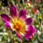 Dahlia 'Bright Eyes' 100 cm P9