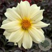 Dahlia 'Dainty Lady' 50 cm P9