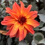 Dahlia 'Little Rascal' 40 cm P9