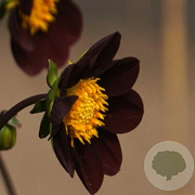 Dahlia 'Mexican Star' 120 cm P9