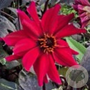 Dahlia 'Pride One' 50 cm 2,0L