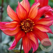 Dahlia 'Waltzing Mathilda' 70 cm 2,0L