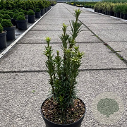 Cephalotaxus h. 'Taranto' 30-40 cm 5,0L