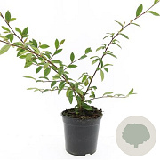 Cotoneaster sal. 'Herbstfeuer' GM C1.3