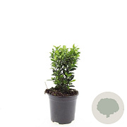 Euonymus jap. 'Green Spire' GM C1.3